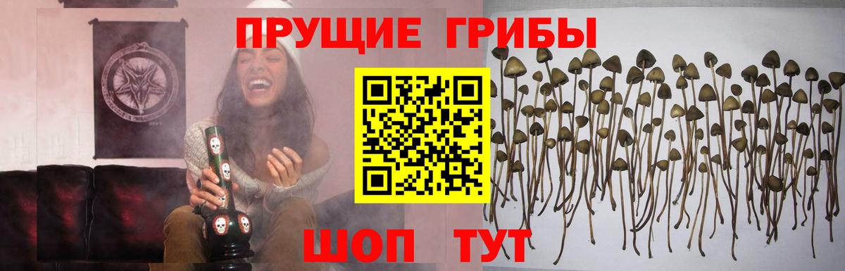 Псилоцибиновые грибы прущие грибы Чапаевск